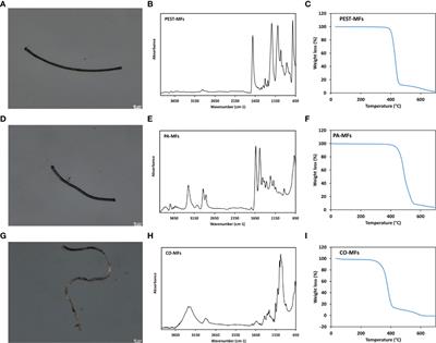 Cellular disturbance and thermal stress response in mussels exposed to synthetic and natural microfibers